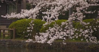 Nehir kenarındaki parkta kiraz çiçeği. Bulutlu bir gün.