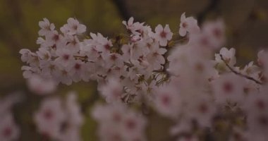 Parkta gündüz bulutlu closeup kiraz çiçeği