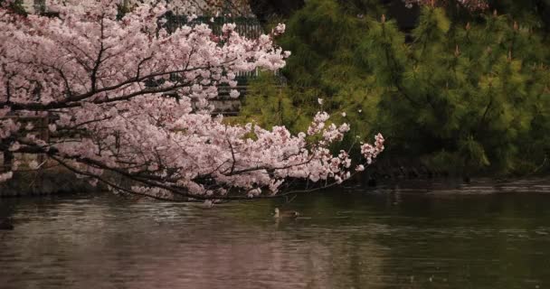 Třešňový květ v parku v blízkosti řeky denní oblačnost — Stock video