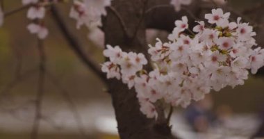 Parkta gündüz bulutlu closeup kiraz çiçeği