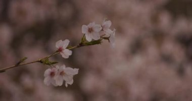 Parkta gündüz bulutlu closeup kiraz çiçeği