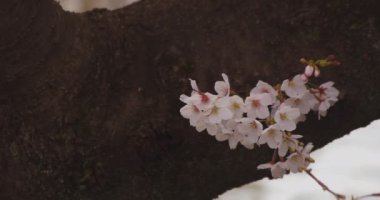 Parkta kiraz çiçeği, gündüz vakti bulutlu telif alanı