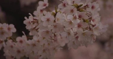 Parkta gündüz bulutlu closeup kiraz çiçeği