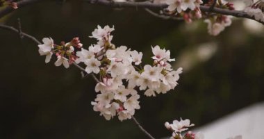 Parkta gündüz bulutlu closeup kiraz çiçeği