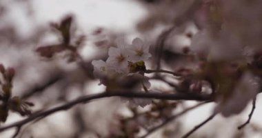 Parkta gündüz bulutlu closeup kiraz çiçeği