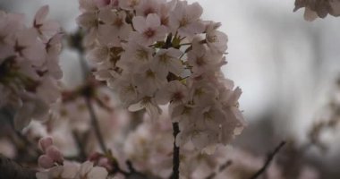 Parkta gündüz bulutlu closeup kiraz çiçeği