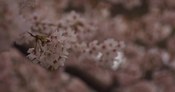 Kirschblüte im Park tagsüber bewölkt — Stockvideo