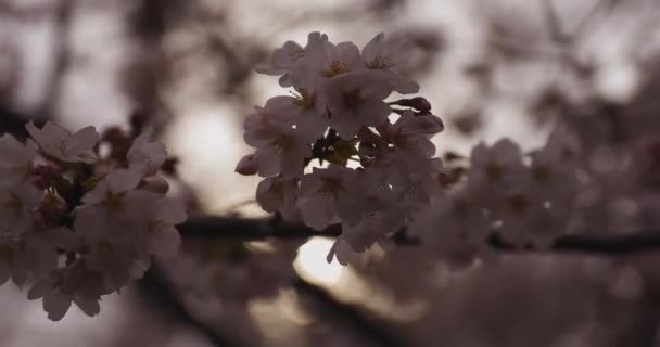 Flor de cerejeira no parque dia nublado closeup — Vídeo de Stock