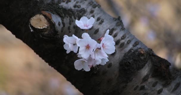 Cherry Blossom i parken i Tokyo närbild — Stockvideo
