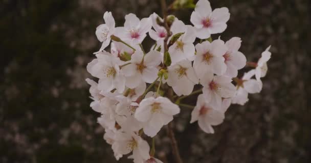 Flor de cerejeira no parque dia nublado closeup — Vídeo de Stock