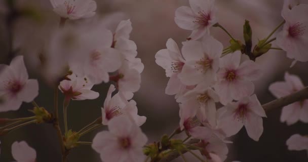 Flor de cerejeira no parque dia nublado closeup — Vídeo de Stock