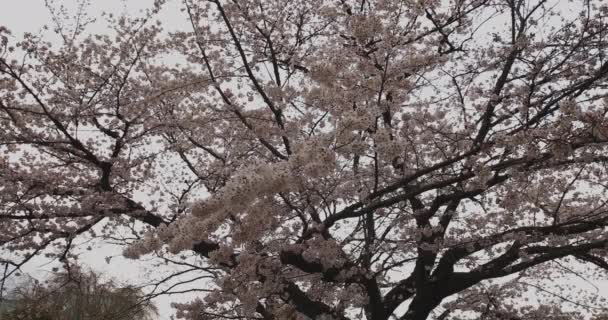 公園での桜昼間の曇り幅ショット — ストック動画