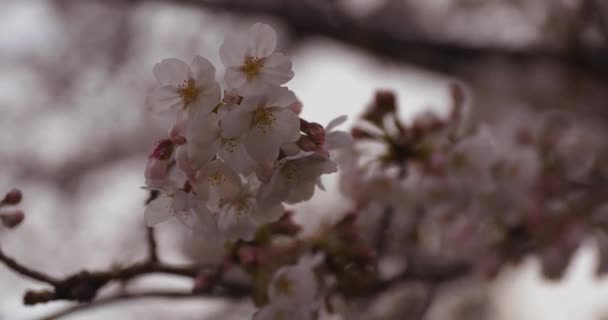 Άνθος κερασιάς στο πάρκο ημέρα συννεφιασμένη κοντινό πλάνο — Αρχείο Βίντεο