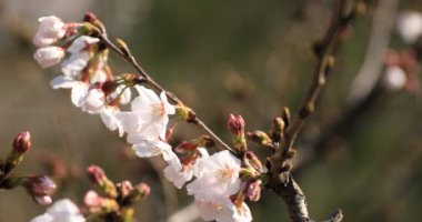 Tokyo'da parkta tren arkasında Kiraz çiçeği