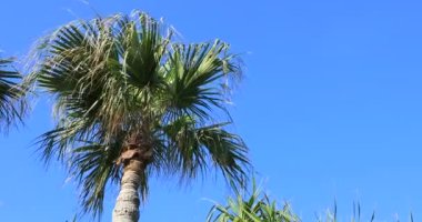 Amami oshima Kagoshima Ohama plajda Plam ağacı