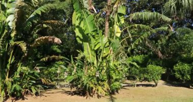 Amami oshima Kagoshima Ohama plajda Plam ağacı