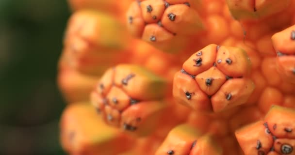 Frutos tropicais na praia de Ohama em Amami oshima Kagoshima — Vídeo de Stock
