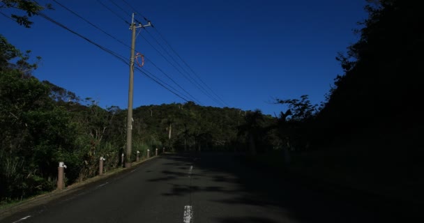 Tropischer Baum neben der Straße in amami oshima kagoshima — Stockvideo