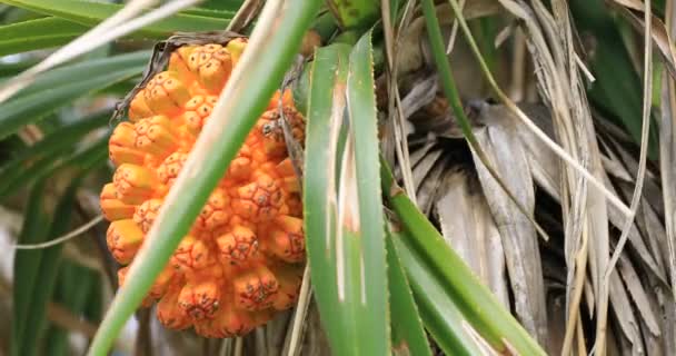 Frutas tropicales en la playa de Ohama en Amami oshima Kagoshima — Vídeo de stock