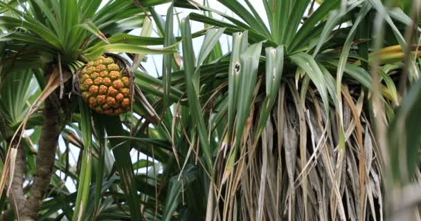 鹿儿岛大美海滩的热带水果 — 图库视频影像