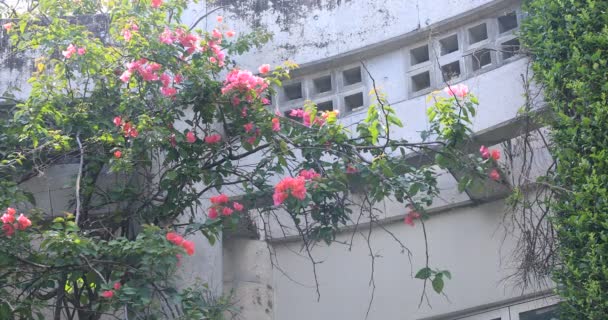 Hibiscus cerca de la arquetectura blanca en la playa de Ohama en Amami oshima Kagoshima — Vídeo de stock