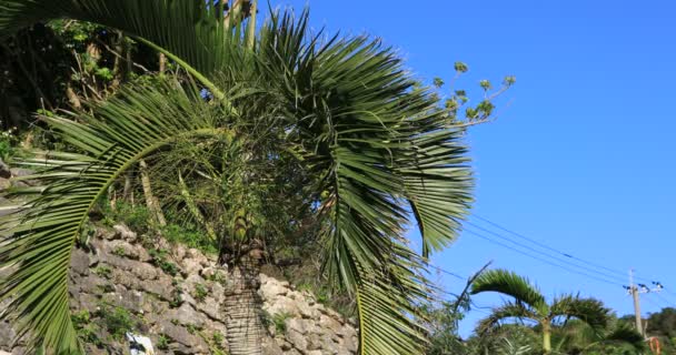大美岛鹿儿岛大鹿滩的普拉姆树 — 图库视频影像