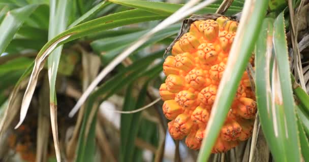 Тропічні фрукти в Ohama пляжі в Амамі Осима — стокове відео