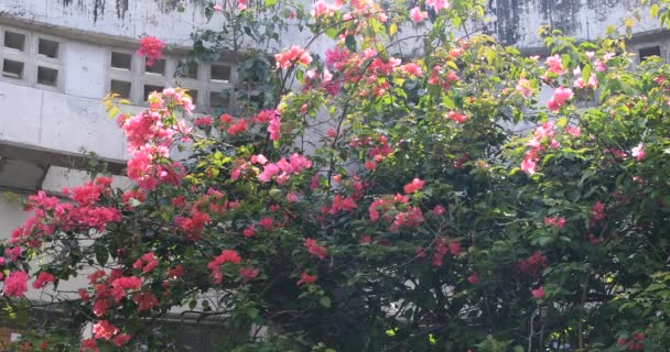 Hibiskus in der Nähe der weißen Archätektur am ohama beach in amami oshima kagoshima — Stockvideo