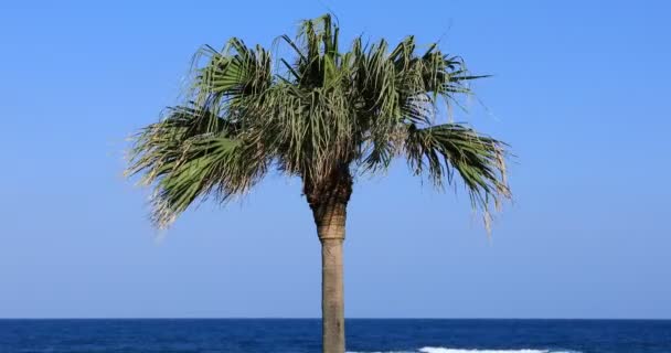 Plam árbol en la playa de Ohama en Amami oshima Kagoshima — Vídeo de stock