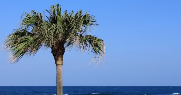 Palma w pobliżu plaży w Amami oshima Tokio — Wideo stockowe