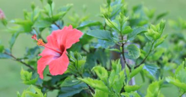 Amami oshima Kagoshima Ohama plajda Hibiscus
