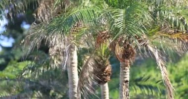 Amami oshima Kagoshima Ohama plajda Plam ağacı