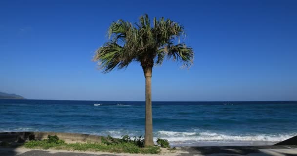 Φοινικόδεντρο κοντά στην παραλία στην Αμαμί Ωσίμα Τόκιο — Αρχείο Βίντεο