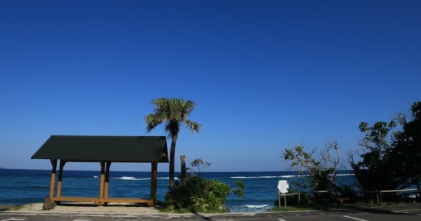 Φοινικόδασος και κιόσκι στην παραλία Ohama στην Αμάμι Οσίμα Καγκοσίμα — Αρχείο Βίντεο