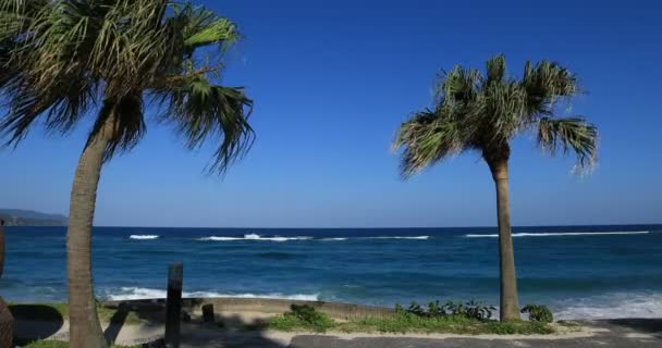 Pálmafa a strand közelében Amami oshima Tokió — Stock videók