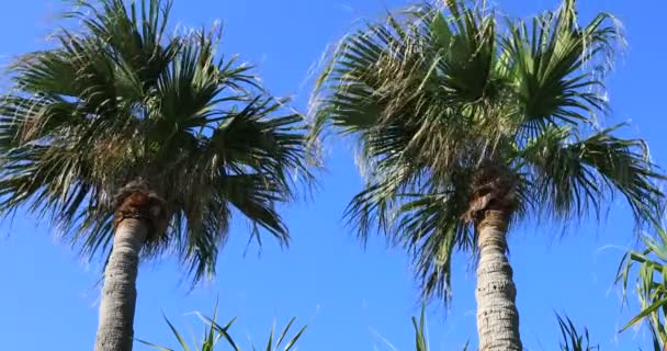 鹿児島県奄美大島の大浜ビーチのプラムツリー — ストック動画