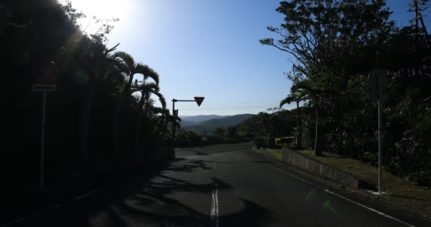 Árvore tropical perto da rua em Amami oshima Kagoshima — Vídeo de Stock