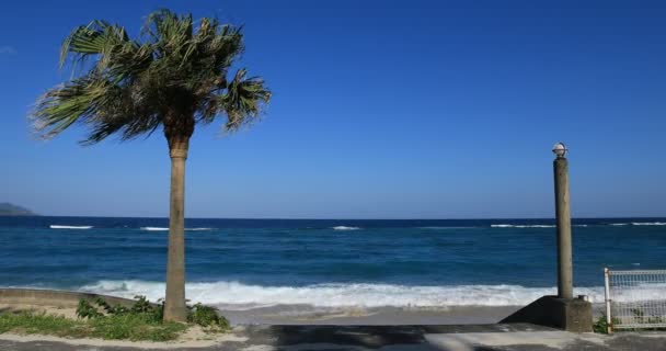 东京大岛海滩附近的棕榈树 — 图库视频影像