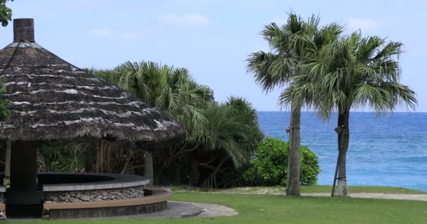 Palmeira perto da praia em Amami oshima Tóquio — Vídeo de Stock