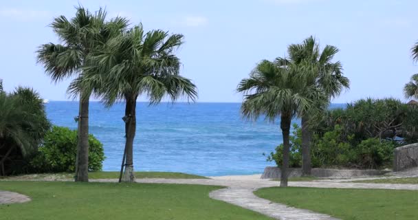 Amami oshima Tokyo sahilinin yanındaki palmiye ağacı — Stok video