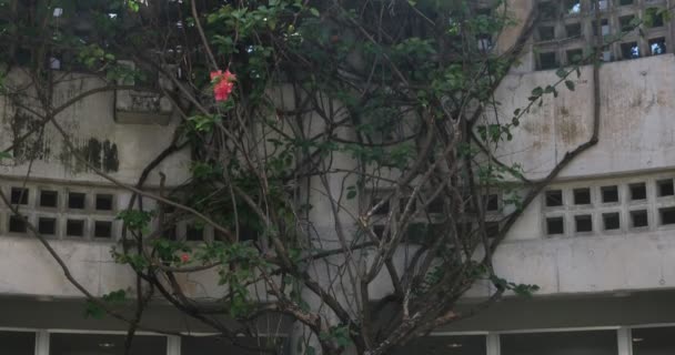 Hibiscus w pobliżu białego "archetecture" na plaży Ohama w Amami Oshima Kagoshima — Wideo stockowe