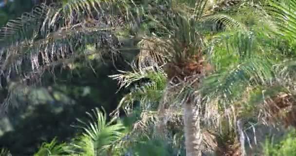 大美岛鹿儿岛大鹿滩的普拉姆树 — 图库视频影像