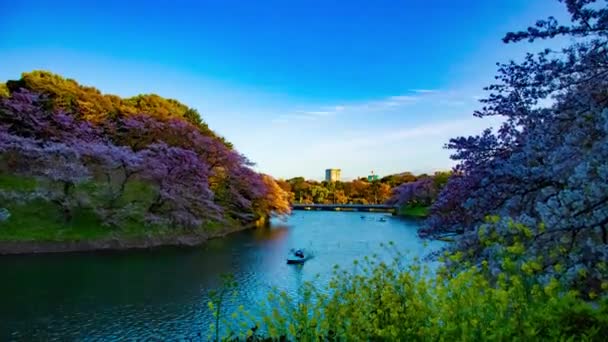 Un atardecer timelapse de Chidorigafuchi estanque con cerezos en Tokio en primavera amplia inclinación tiro — Vídeos de Stock