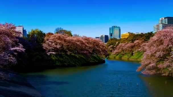 Sebuah timelapse of Chidorigafuchi kolam dengan pohon ceri di Tokyo di musim semi lebar zoom — Stok Video