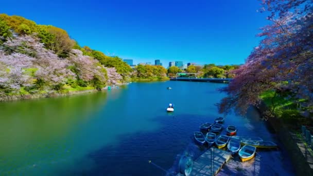 Een timelapse van Chidorigafuchi waterplas met kersenbomen in Tokio in het voorjaar brede schot panning — Stockvideo