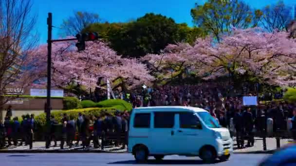 Een timelapse van de menigte met kersenbomen op Kudanshita straat in Tokio in de voorjaar brede schot panning — Stockvideo