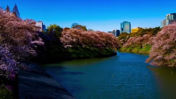 Sebuah timelapse dari kolam Chidorigafuchi dengan pohon ceri di Tokyo dalam panning tembakan musim semi lebar — Stok Video