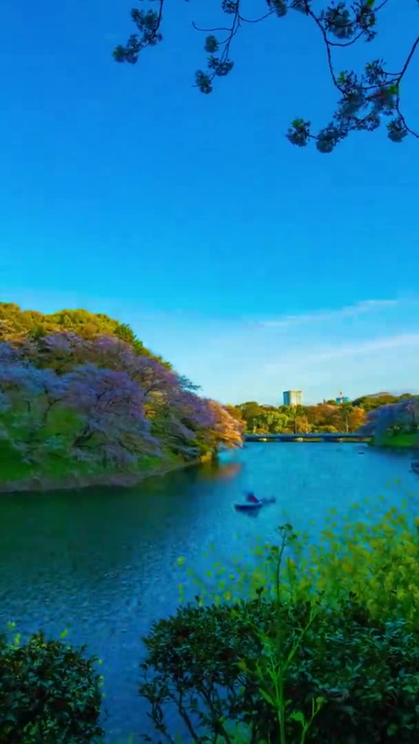 Un coucher de soleil timelapse de l'étang Chidorigafuchi avec des cerisiers à Tokyo au printemps plan vertical zoom — Video