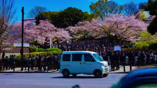 Een timelapse van de menigte met kersenbomen op Kudanshita straat in Tokio in het voorjaar brede schot zoom — Stockvideo