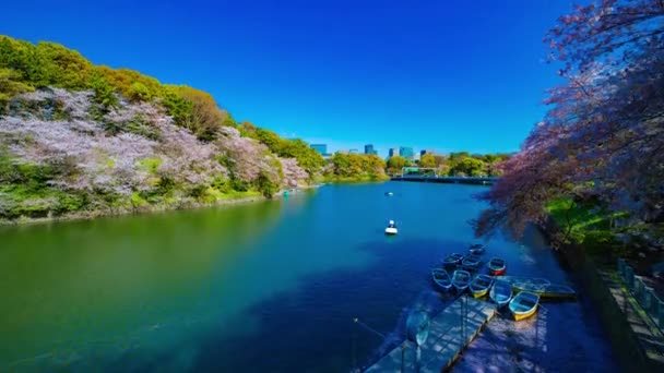 Un timelapse de Chidorigafuchi estanque con cerezos en Tokio en primavera amplia inclinación — Vídeos de Stock